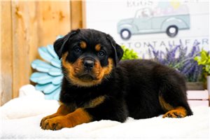 Potter - Rottweiler for sale
