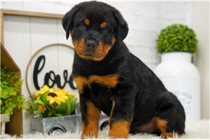 Emerson - Rottweiler for sale