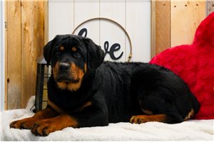 Blossom - Rottweiler for sale