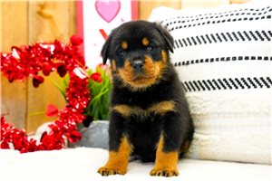Caspien - puppy for sale