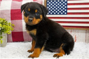 Barnes - puppy for sale