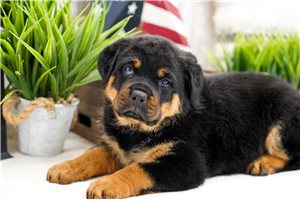 Florence - Rottweiler for sale