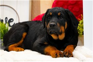 Blush - Rottweiler for sale