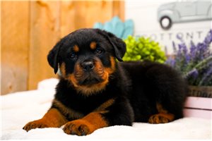 Penn - Rottweiler for sale