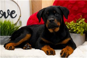 Casey - Rottweiler for sale
