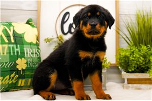 Latka - Rottweiler for sale