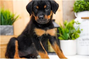 Liberty - Rottweiler for sale
