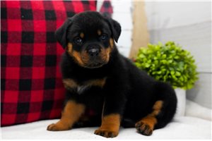 Vincent - puppy for sale