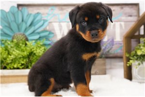 Valentino - Rottweiler for sale
