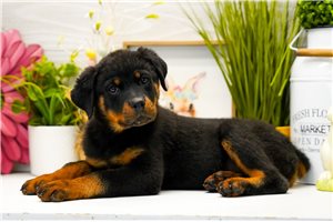 Ledger - Rottweiler for sale