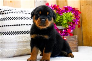 Cassius - puppy for sale