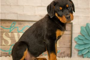 Ophelia - Rottweiler for sale
