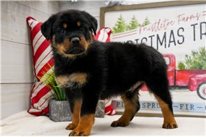 Bond - Rottweiler for sale