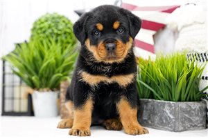 Faye - Rottweiler for sale