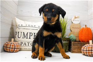 Cynthia - Rottweiler for sale