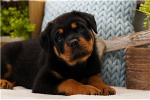 Button - Rottweiler for sale
