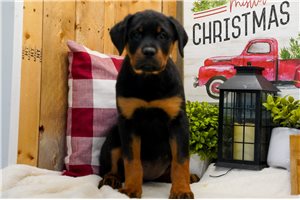 Calista - Rottweiler for sale
