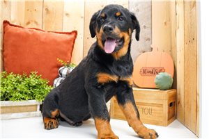 Charles - Rottweiler for sale