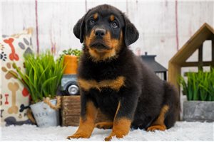 Manon - Rottweiler for sale