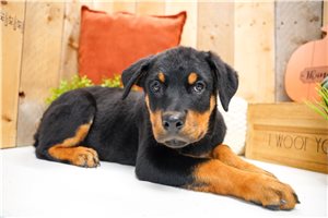 Catherine - Rottweiler for sale