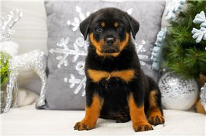 Casper - Rottweiler for sale