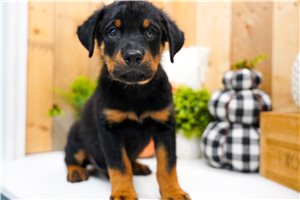 Charles - Rottweiler for sale