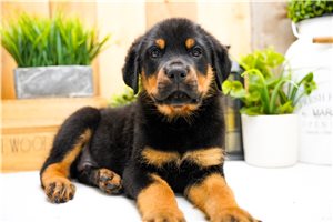 Legend - Rottweiler for sale