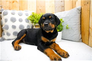 Liberty - Rottweiler for sale