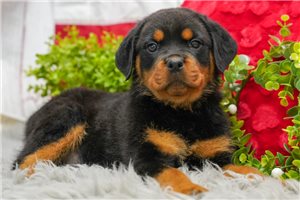 Leonel - puppy for sale