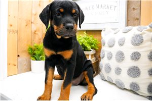 Liberty - Rottweiler for sale