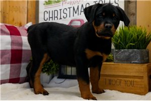 Callie - Rottweiler for sale