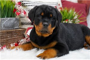 Widget - puppy for sale
