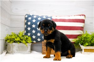 Lawrence - puppy for sale
