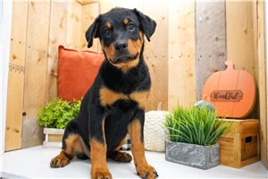 Cynthia - Rottweiler for sale