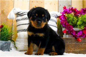 Casper - puppy for sale