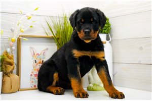Lawrence - Rottweiler for sale