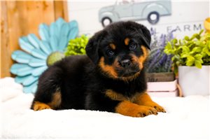 Percy - Rottweiler for sale