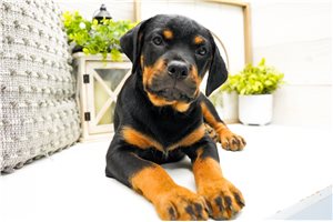 Liberty - Rottweiler for sale
