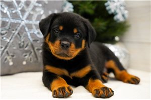Catapult - Rottweiler for sale
