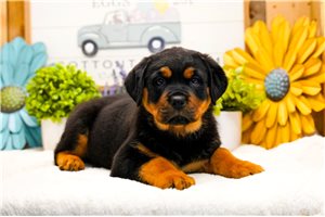 Penny - Rottweiler for sale