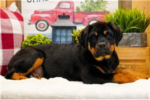 Bramble - puppy for sale