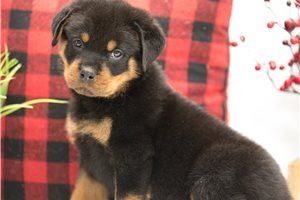 Orson - Rottweiler for sale