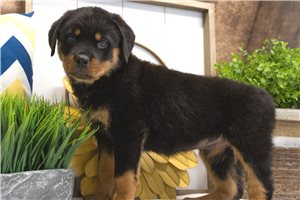 Tucker - Rottweiler for sale