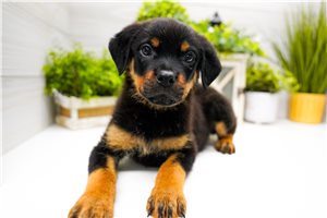 Liberty - Rottweiler for sale