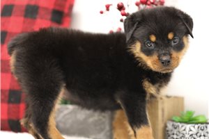 Olivia - Rottweiler for sale