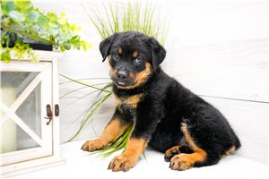Lara - Rottweiler for sale