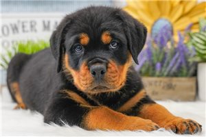 Rockwell - Rottweiler for sale
