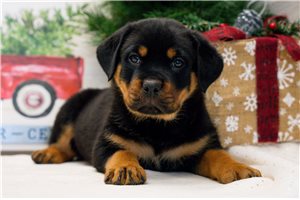 Boom - Rottweiler for sale