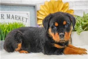Rigby - Rottweiler for sale