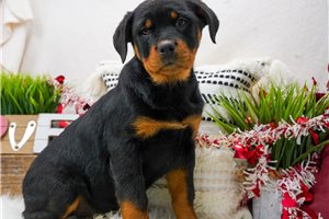 Wilhemina - puppy for sale
